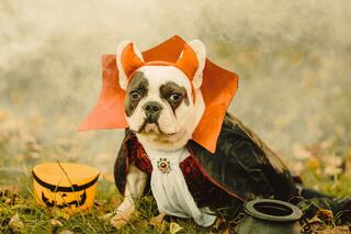 A French Bulldog dressed as a vampire, complete with a cape and stylish collar, sits among autumn leaves and Halloween decorations.