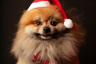 A fluffy Pomeranian wears a festive Santa hat and a red bow, exuding holiday cheer with a playful, charming expression.