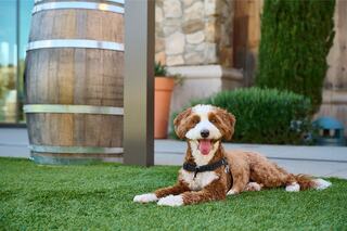 A cheerful dog with a curly brown coat lies on vibrant green grass, next to a wooden barrel and lush greenery in the background.