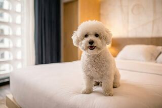 A fluffy, white dog sits happily on a cozy bed in a stylish room, radiating joy and warmth.