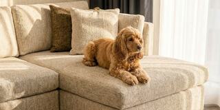 A fluffy golden-brown dog relaxes on a cozy beige couch, basking in warm sunlight filtering through window curtains.