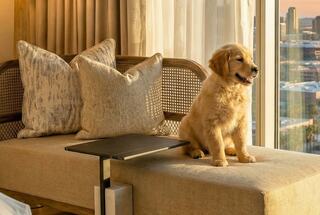 A golden retriever puppy sits comfortably on a stylish couch, surrounded by soft pillows and a stunning city view at sunset.