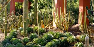 A vibrant desert garden displays various cacti and succulents, showcasing their unique shapes and lush greenery against a colorful backdrop.