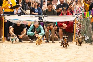 Dachshunds race on a sandy track as an excited crowd cheers. Colorful decorations and eager spectators enhance the lively atmosphere.